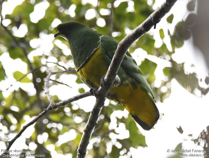 Cloven-feathered Dove