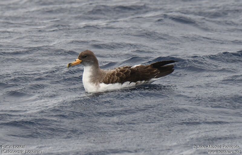 Cory's Shearwater