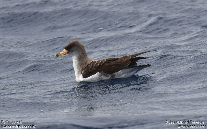 Cory's Shearwater