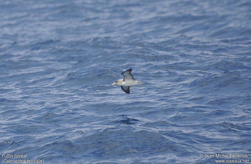 Cory's Shearwater