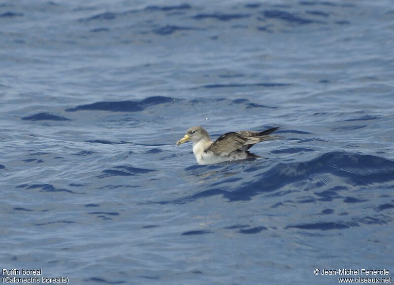 Cory's Shearwater