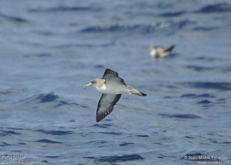 Cory's Shearwater