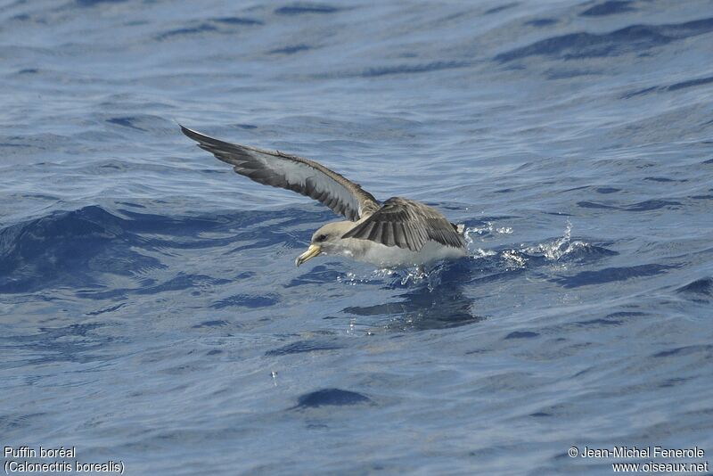 Cory's Shearwater