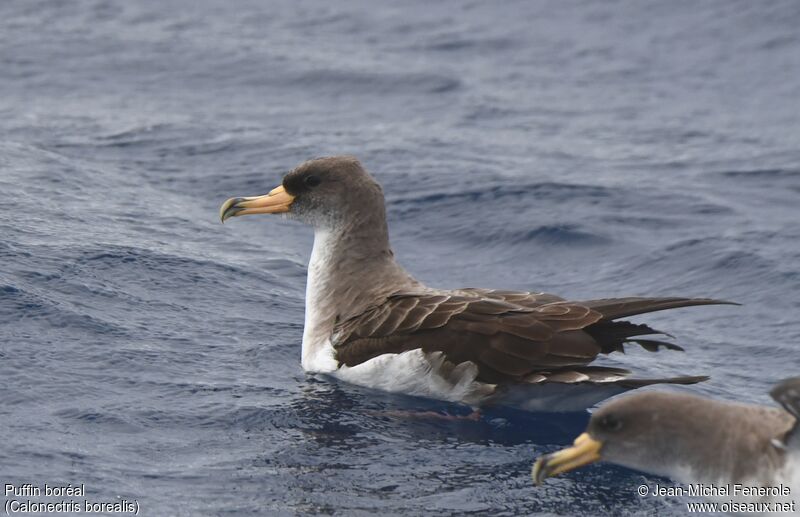 Puffin boréal