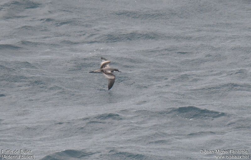 Buller's Shearwater