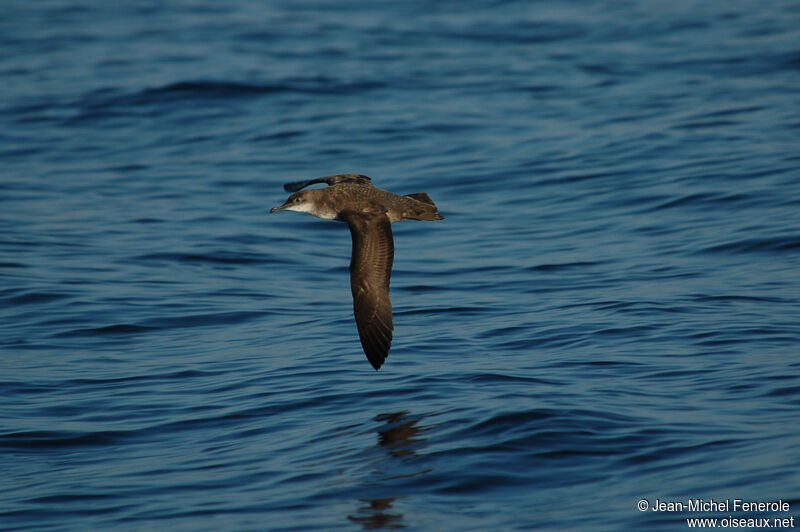 Puffin des Baléares