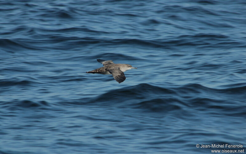 Puffin des Baléares