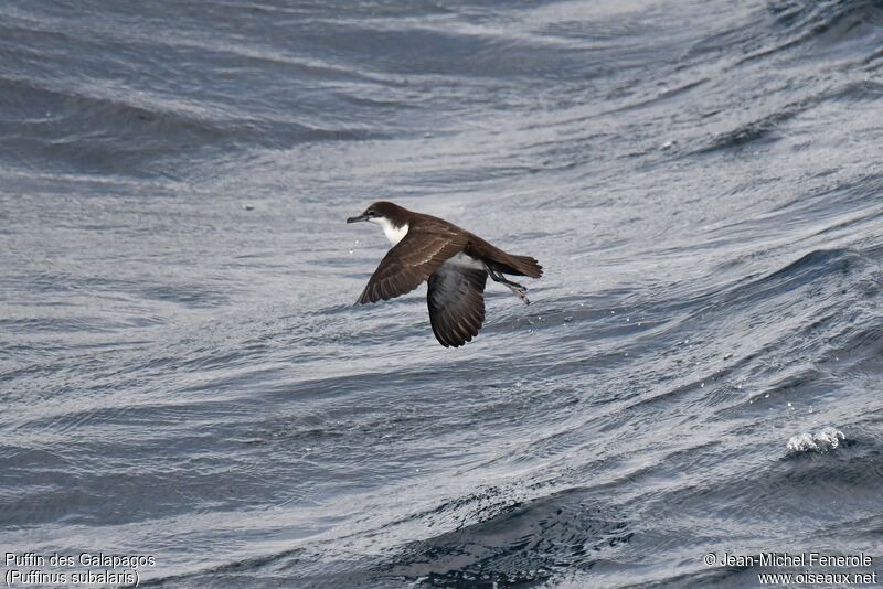 Puffin des Galapagos