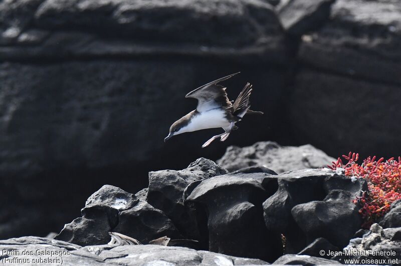 Puffin des Galapagos