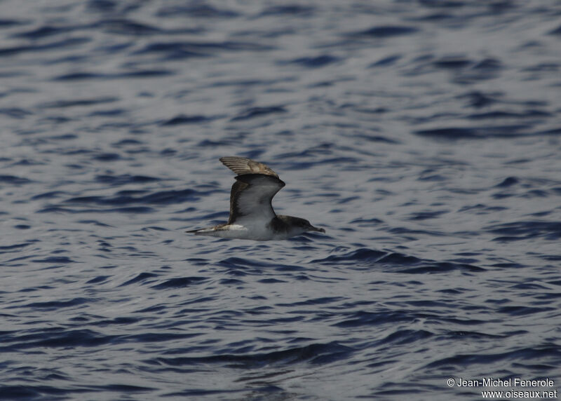 Cape Verde Shearwater