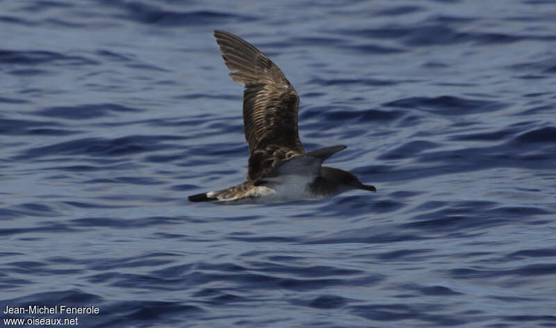 Cape Verde Shearwater