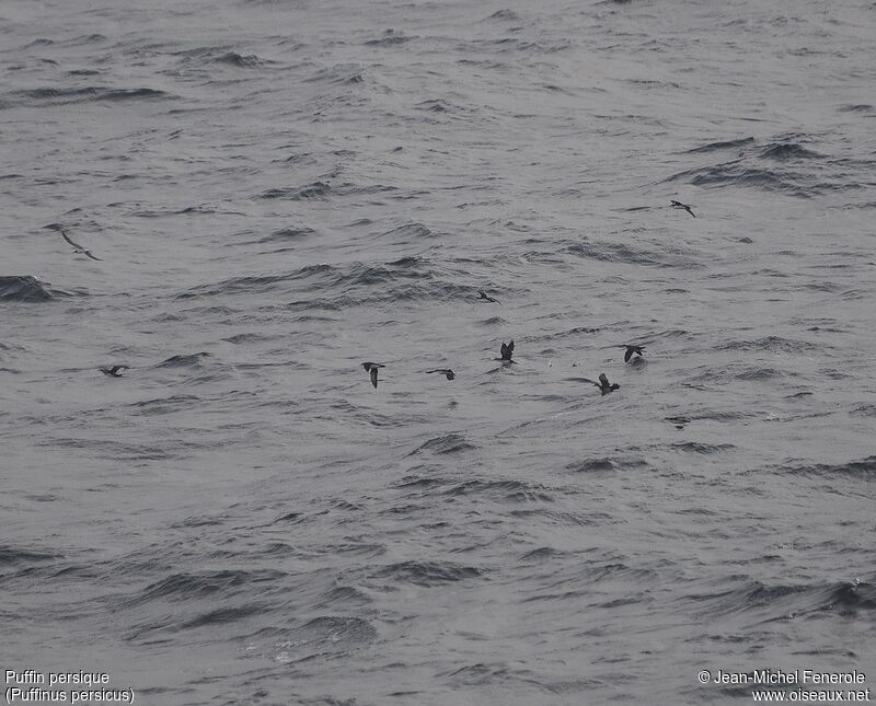 Persian Shearwater