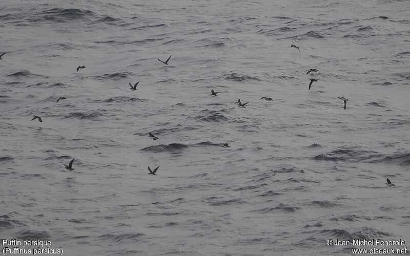 Persian Shearwater