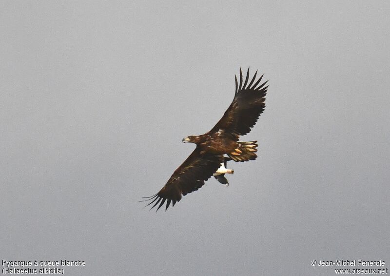 White-tailed Eagle