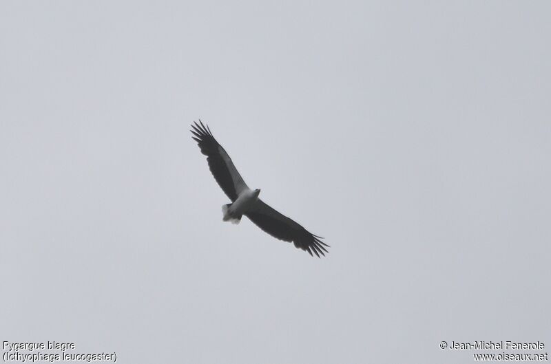 White-bellied Sea Eagle