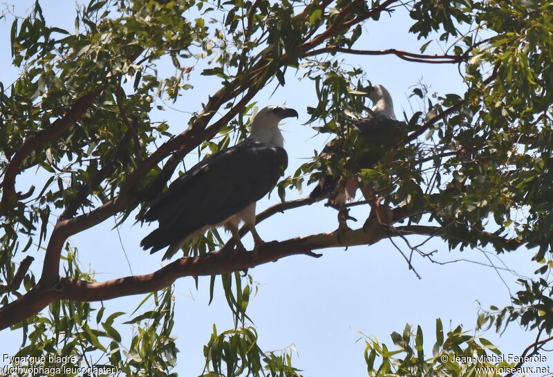 White-bellied Sea Eagle