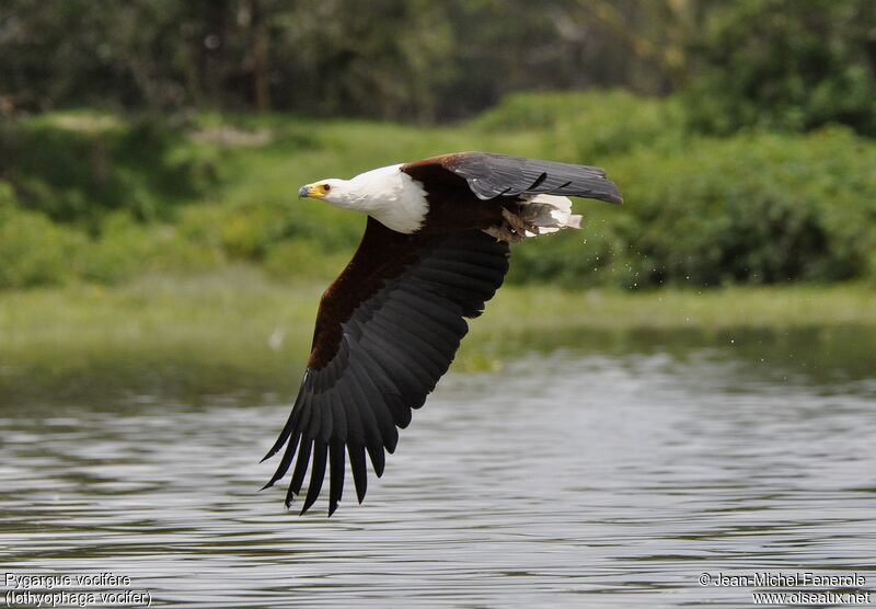 African Fish Eagle