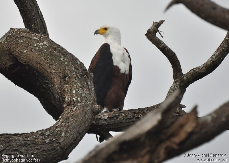 African Fish Eagle