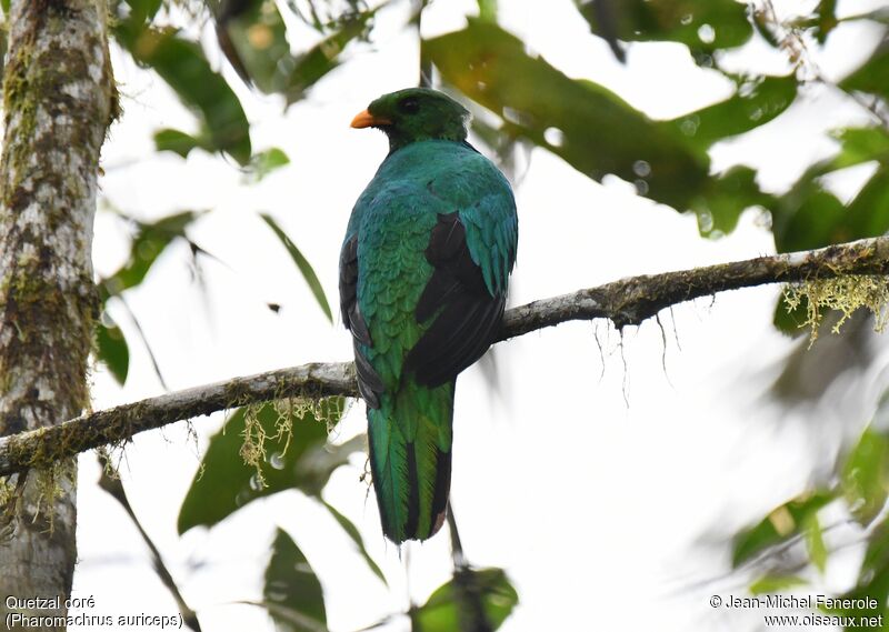 Quetzal doré