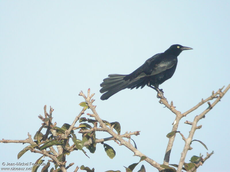 Great-tailed Grackle