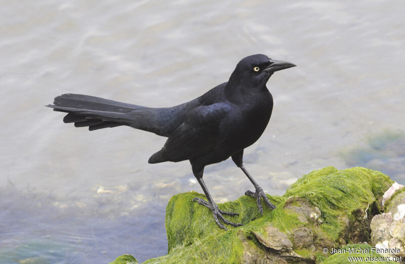 Great-tailed Grackle male adult