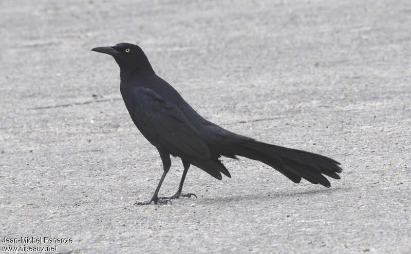 Great-tailed Grackle male adult breeding, identification