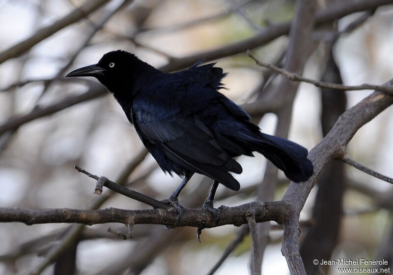 Great-tailed Grackle