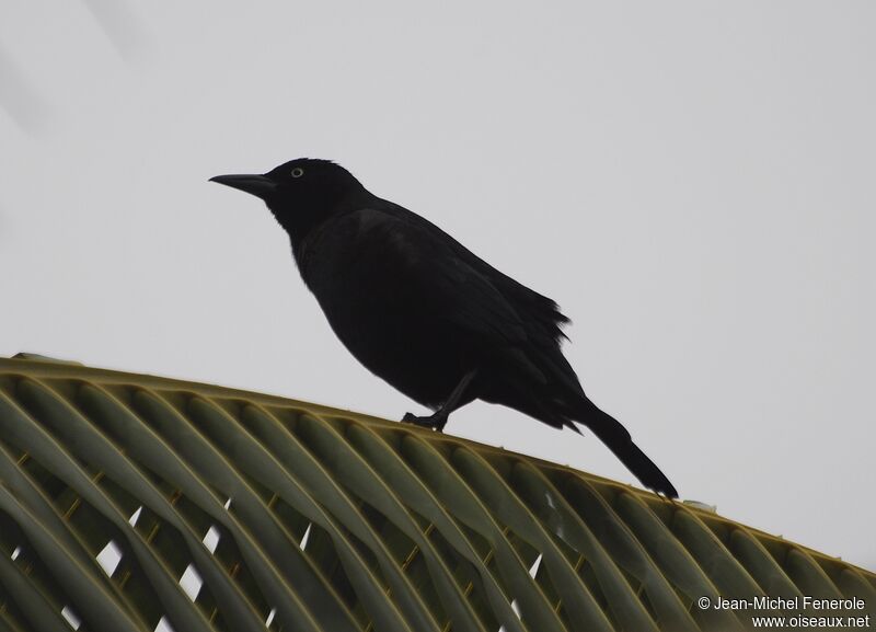 Common Grackle