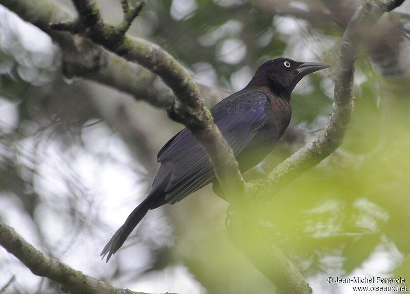 Common Grackle