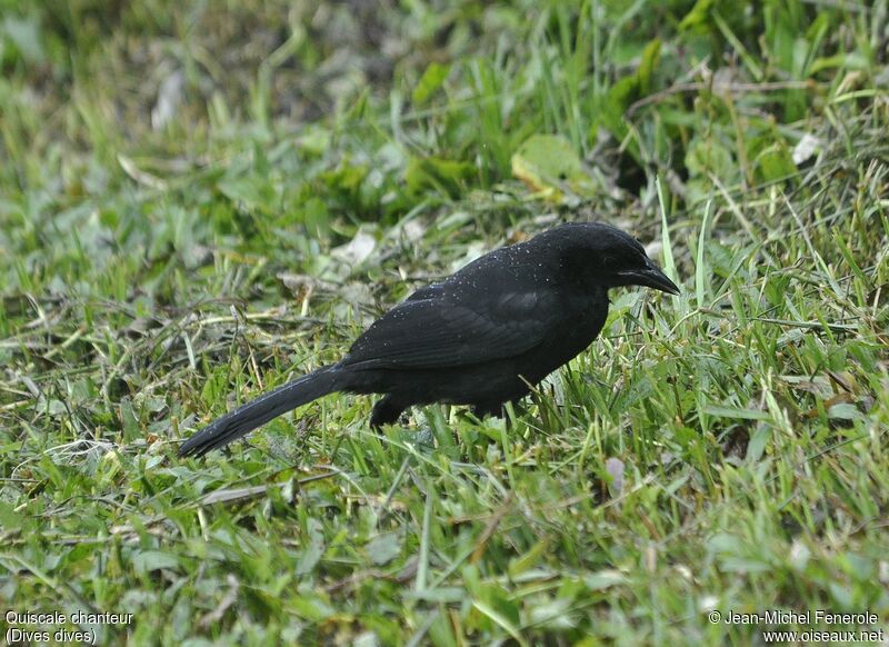 Melodious Blackbird