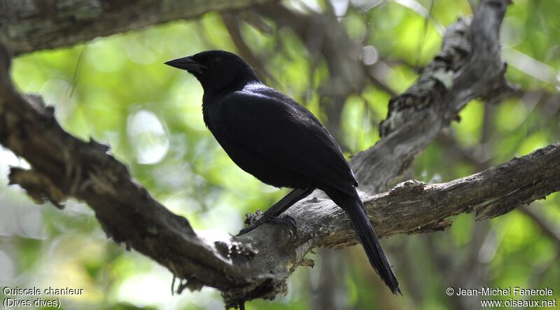 Melodious Blackbird