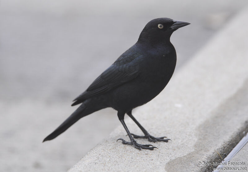 Brewer's Blackbird