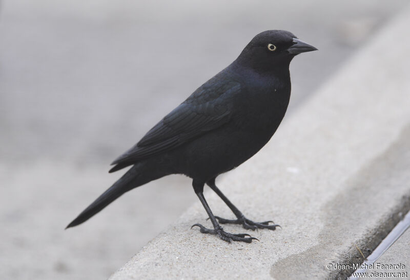 Brewer's Blackbird