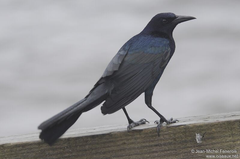 Boat-tailed Grackle