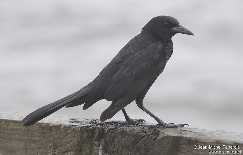 Boat-tailed Grackle