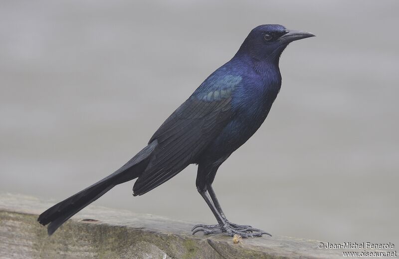 Boat-tailed Grackle