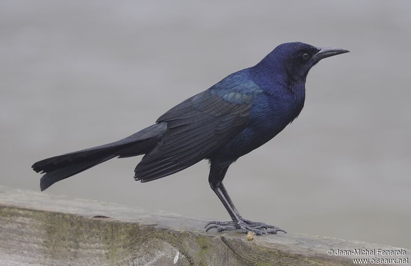 Boat-tailed Grackle