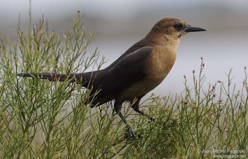 Boat-tailed Grackle