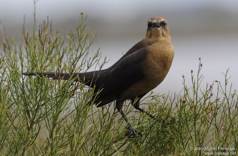 Boat-tailed Grackle