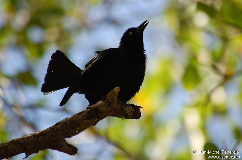 Carib Grackle male adult