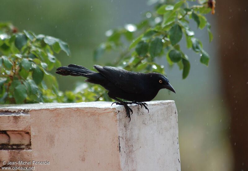 Carib Grackle male adult