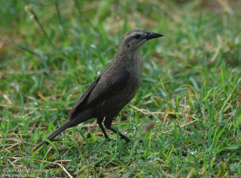 Carib Grackle female adult