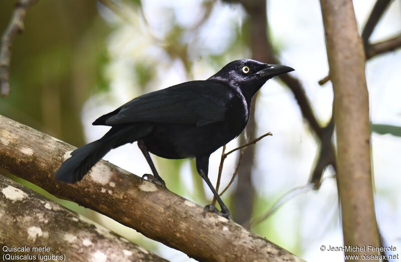 Carib Grackle