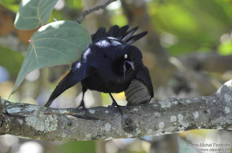 Greater Antillean Grackle male adult, Behaviour