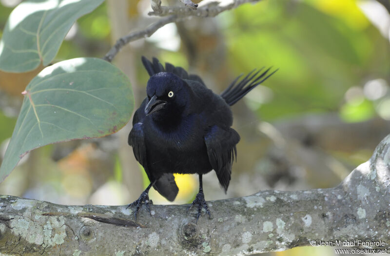 Greater Antillean Grackle male adult, Behaviour