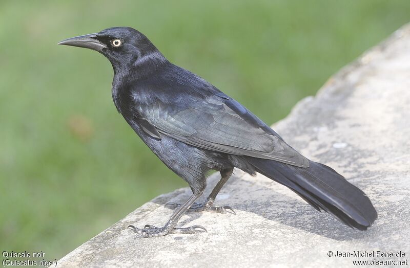 Greater Antillean Grackle