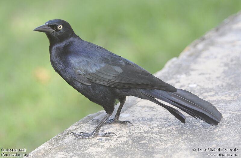 Greater Antillean Grackle