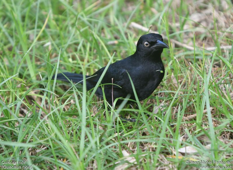 Greater Antillean Grackle