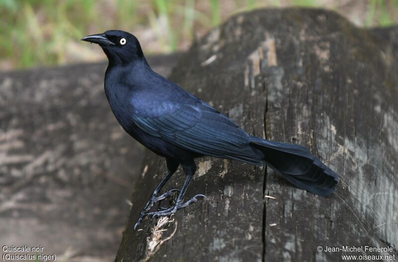 Greater Antillean Grackle