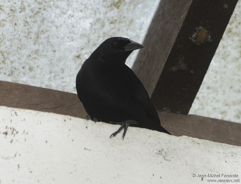 Cuban Blackbird